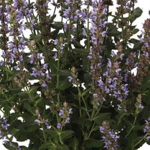 maison-fleurs-vivaces-salvia-nemorosa-salute-ice-blue