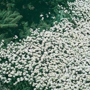 maison-fleurs-vivaces-saxifraga-arendsii-spring-snow