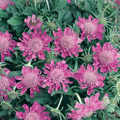 maison-fleurs-vivaces-scabiosa-japonica-pink-diamonds