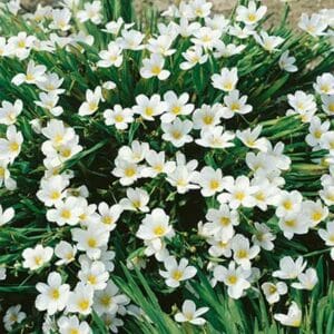 maison-fleurs-vivaces-sisyrinchium-angustifolium-album