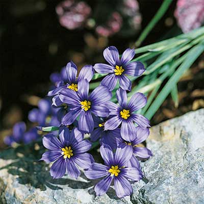 maison-fleurs-vivaces-sisyrinchium-idahoense-var-macounii-moody-blues