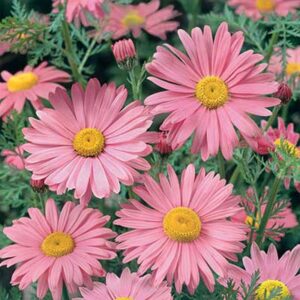 maison-fleurs-vivaces-tanacetum-coccineum-roseus