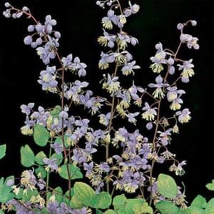 maison-fleurs-vivaces-thalictrum-dipterocarpum