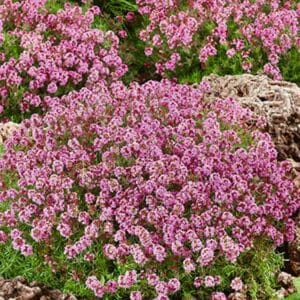 maison-fleurs-vivaces-thymus-serpyllum-magic-carpet