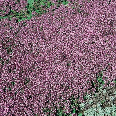 maison-fleurs-vivaces-thymus-serpyllum-roseus