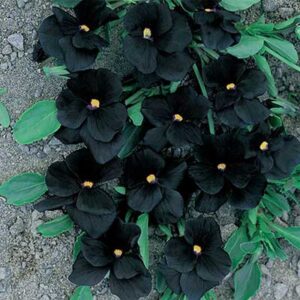 maison-fleurs-vivaces-viola-cornuta-bowles-black
