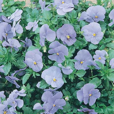 maison-fleurs-vivaces-viola-cornuta-perfection-blue