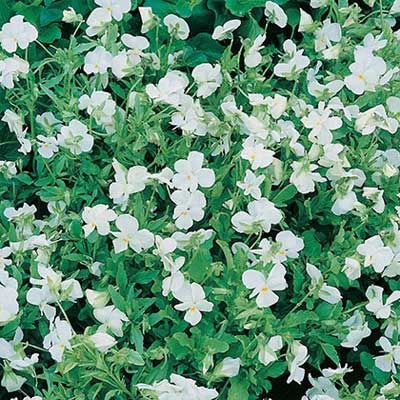 maison-fleurs-vivaces-viola-cornuta-perfection-white