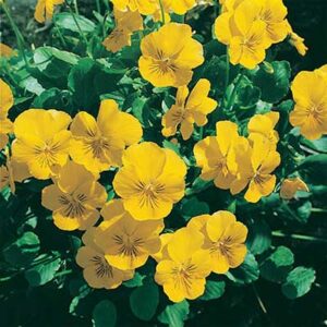 maison-fleurs-vivaces-viola-cornuta-scottish-yellow