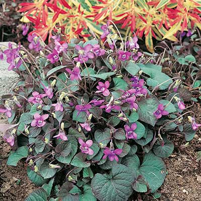 maison-fleurs-vivaces-viola-labradorica-purpurea