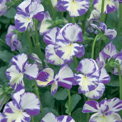 maison-fleurs-vivaces-viola-rebecca