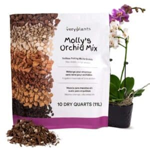 mollys-orchid-mix