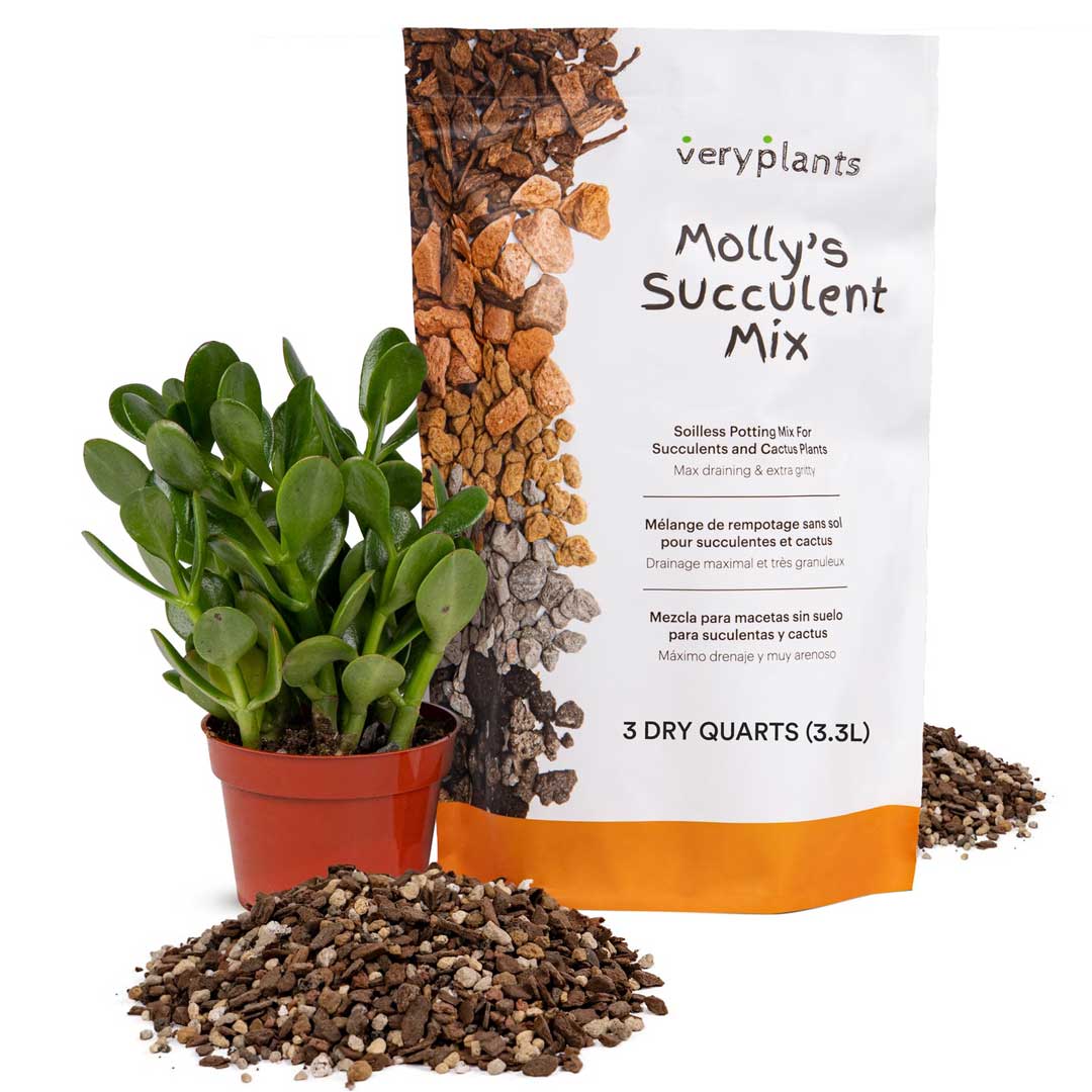 mollys-succulent-mix
