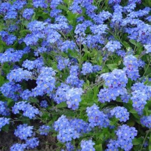myosotis-alpestris-blue