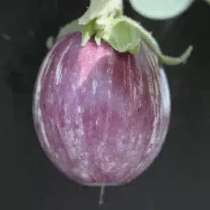 seme-saveurs-aubergine-pinstripe