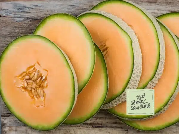 seme-saveurs-cantaloup