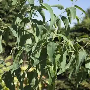seme-saveurs-eucalyptus-citron
