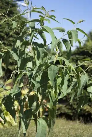 seme-saveurs-eucalyptus-citron