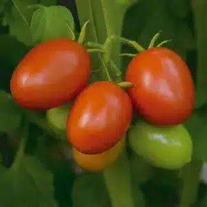 seme-saveurs-tomate-cerise-little-napoli