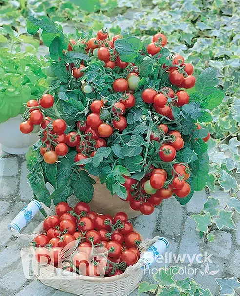 seme-saveurs-tomate-cerise-red-robin