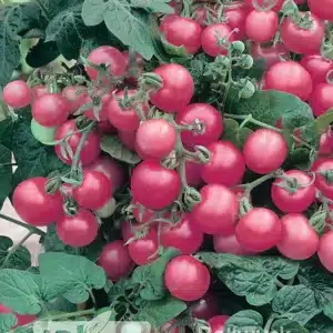 seme-saveurs-tomate-cerise-siberienne-rose