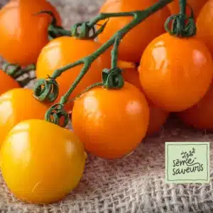 seme-saveurs-tomate-cerise-sun-gold