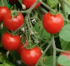 seme-saveurs-tomate-cerise-topsy-tom
