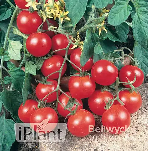 seme-saveurs-tomate-cerise-tumbler-f1