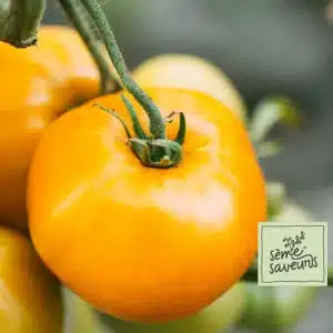 seme-saveurs-tomate-jaune-lemon-boy