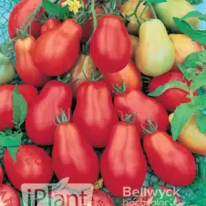 seme-saveurs-tomate-poire-rouge