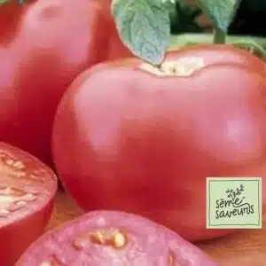 seme-saveurs-tomate-rose-pink-girl