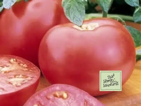 seme-saveurs-tomate-rose-pink-girl