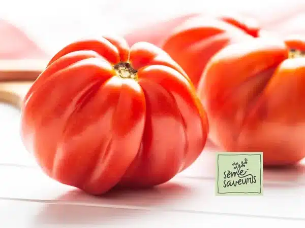 seme-saveurs-tomate-rouge-beefsteak