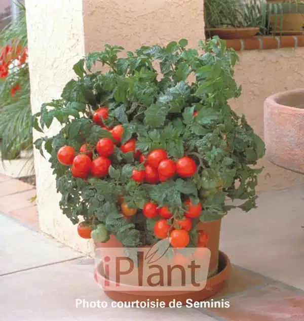seme-saveurs-tomate-rouge-patio-f1