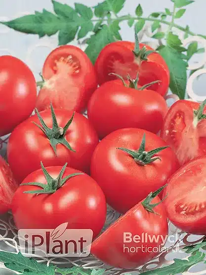 seme-saveurs-tomate-rouge-tasti-lee