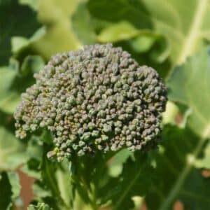 semeces-de-lecoumene-brocoli-de-cicco-bio