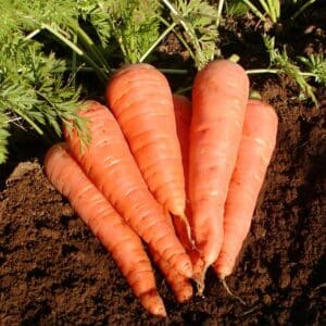 semeces-de-lecoumene-carotte-danvers-126-bio