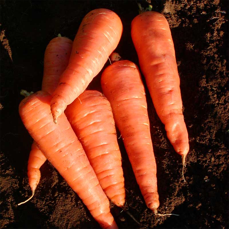 semeces-de-lecoumene-carotte-red-cored-chantenay-bio