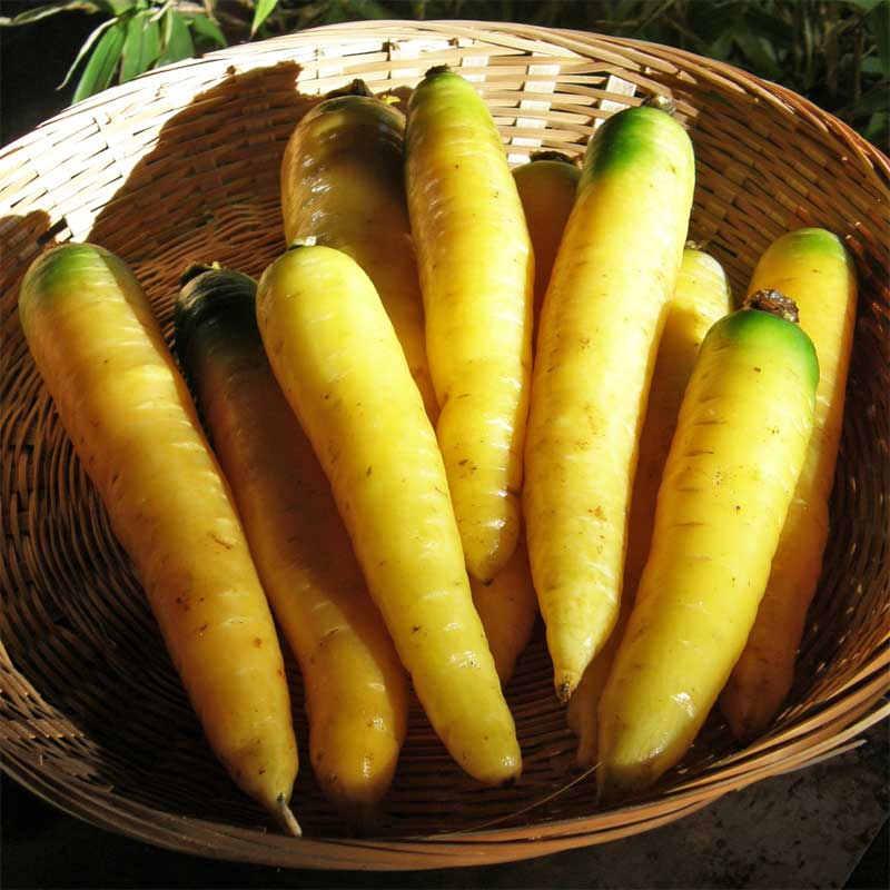 semeces-de-lecoumene-carotte-yellowstone-bio