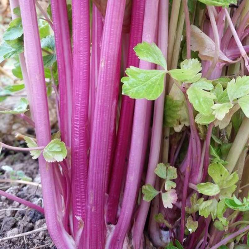 semeces-de-lecoumene-celeri-chinese-pink-bio