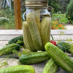 semeces-de-lecoumene-concombre-a-cornichon-national-pickling-bio
