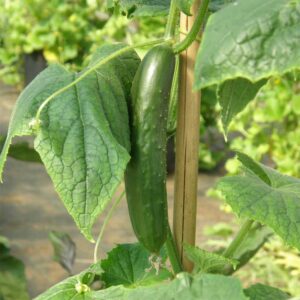 semeces-de-lecoumene-concombre-libanais-green-finger-bio