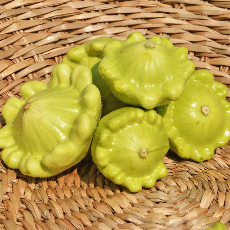 semeces-de-lecoumene-courgette-patisson-jaune-et-vert-bio