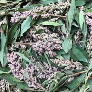 semeces-de-lecoumene-epinard-des-azteques-rouge