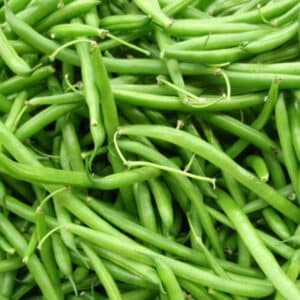 semeces-de-lecoumene-haricot-black-valentine-bio