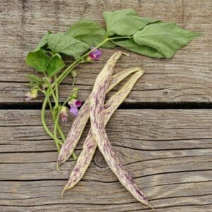 semeces-de-lecoumene-haricot-merveille-du-piemont-bio