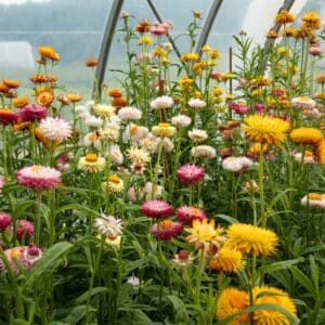 semeces-de-lecoumene-immortelle-a-bractees-en-melange