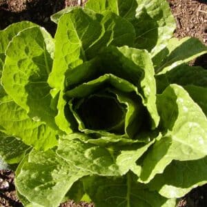 semeces-de-lecoumene-laitue-romaine-parris-island-cos-bio