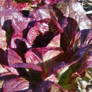 semeces-de-lecoumene-laitue-romaine-rouge-dhiver-bio