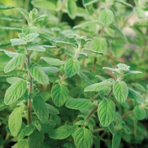 semeces-de-lecoumene-marjolaine-des-jardins-bio